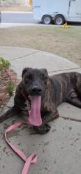 Reunited Male Dog last seen Corner of E. Brunswick Dr & S. Espana Ct., Aurora, CO 80013