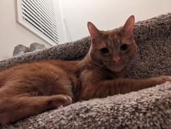Lost Female Cat last seen Bethany Lakes community, Ocean View, DE 19970
