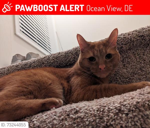 Lost Female Cat last seen Bethany Lakes community, Ocean View, DE 19970