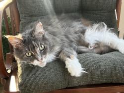 Lost Female Cat last seen John Moore Road / Duke Simms Road, Brandon, FL 33511