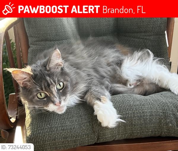 Lost Female Cat last seen John Moore Road / Duke Simms Road, Brandon, FL 33511