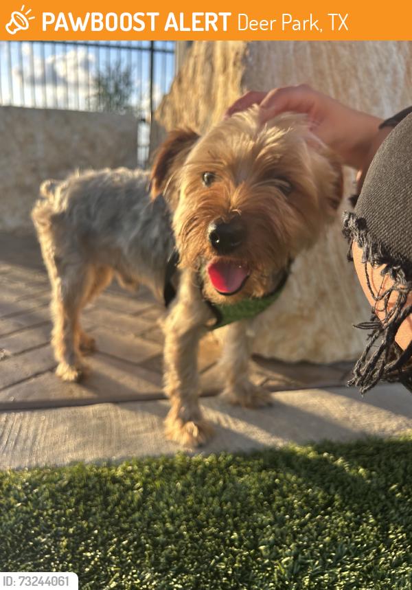 Found/Stray Male Dog last seen Ella & Friends Dog Park, Deer Park, TX 77536