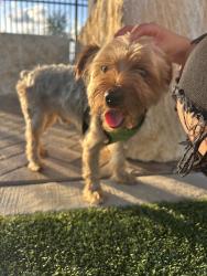 Found/Stray Male Dog last seen Ella & Friends Dog Park, Deer Park, TX 77536
