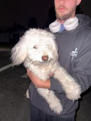 Found/Stray Male Dog last seen tennent ave pinole, Pinole, CA 94564
