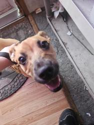 Found/Stray Female Dog last seen Bradbury Pointe, Richmond, KY 40475