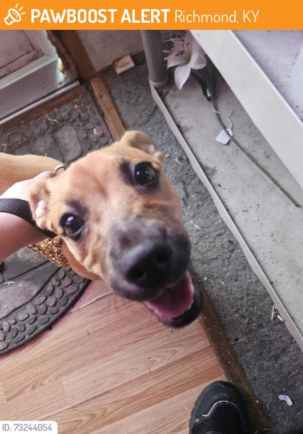 Found/Stray Female Dog last seen Bradbury Pointe, Richmond, KY 40475