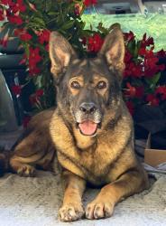 Lost Female Dog last seen Intersection of Jones Gap Road and Burchard Road, Soddy-Daisy, TN 37379
