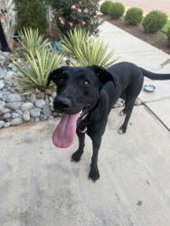 Found/Stray Female Dog last seen 150th and MacArthur Annecy neighborhood, Oklahoma City, OK 73142