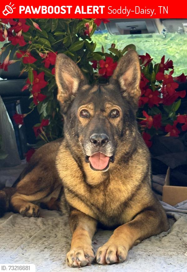 Lost Female Dog last seen Intersection of Jones Gap Road and Burchard Road, Soddy-Daisy, TN 37379