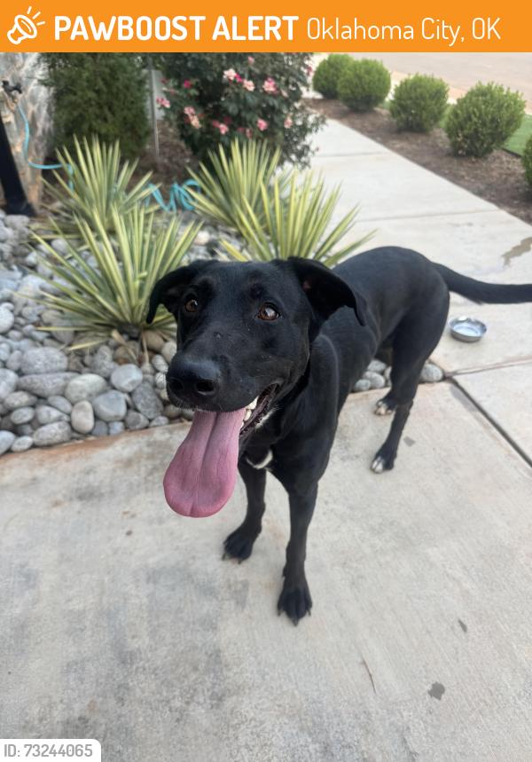 Found/Stray Female Dog last seen 150th and MacArthur Annecy neighborhood, Oklahoma City, OK 73142
