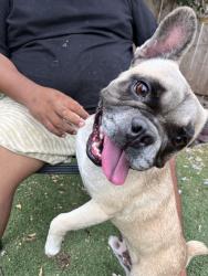 Found/Stray Male Dog last seen 7/11 on Ash and Washington, Escondido, CA 92027