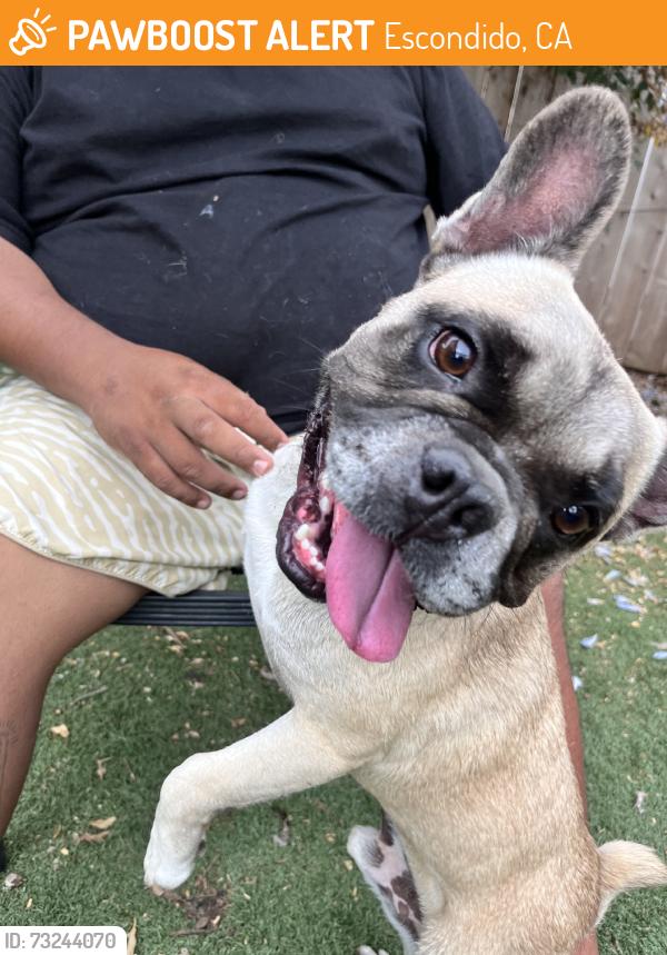 Found/Stray Male Dog last seen 7/11 on Ash and Washington, Escondido, CA 92027