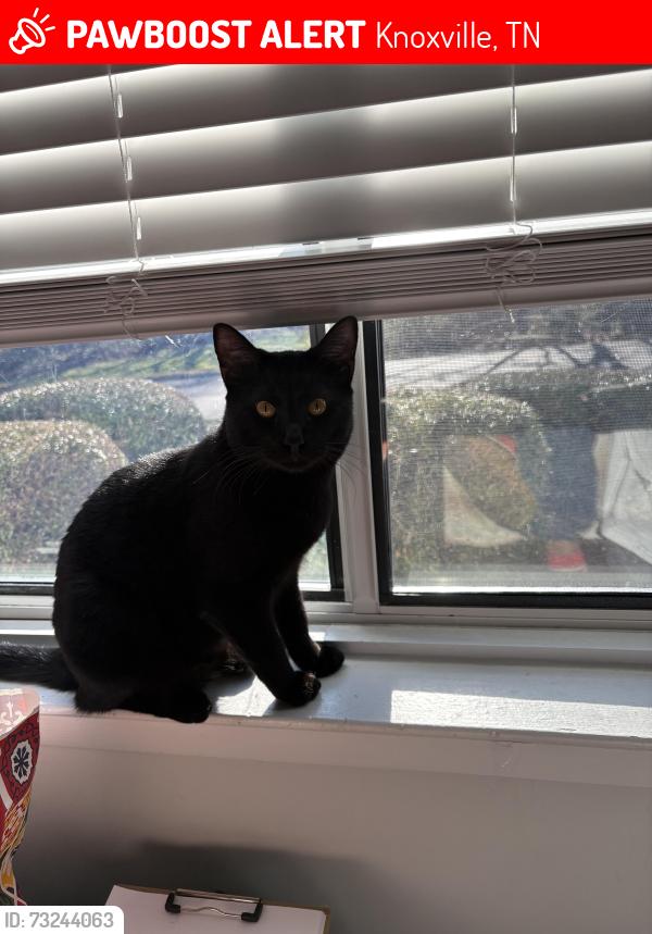 Lost Male Cat last seen Beardan middle school, Knoxville, TN 37909