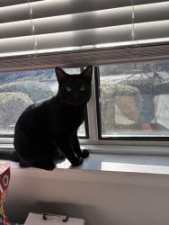Lost Male Cat last seen Beardan middle school, Knoxville, TN 37909