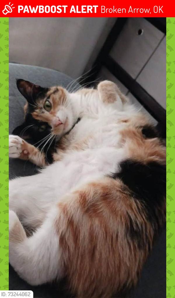 Lost Female Cat last seen 71st and Aspen, Broken Arrow, OK 74012