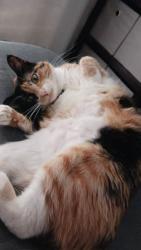 Lost Female Cat last seen 71st and Aspen, Broken Arrow, OK 74012