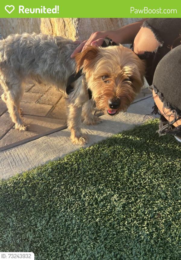 Reunited Male Dog last seen Near W 13th St, Deer Park, TX 77536, USA, Deer Park, TX 77536