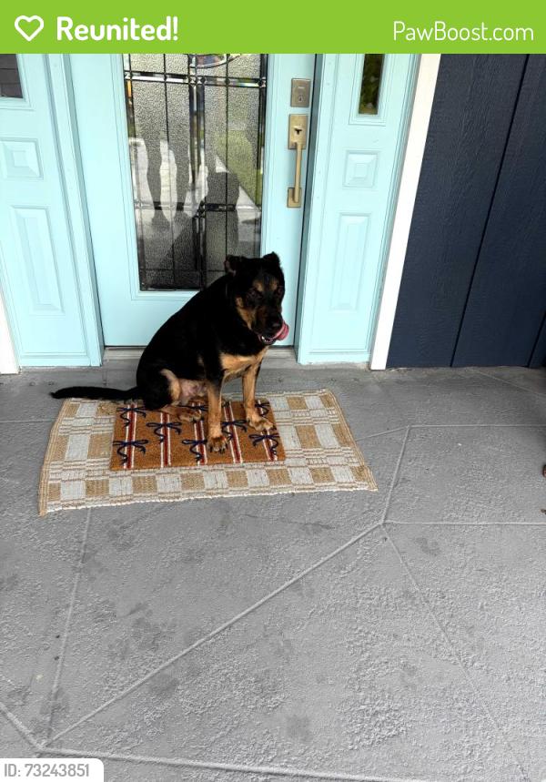 Reunited Male Dog last seen Savonna and chiquita, Cape Coral, FL 33914