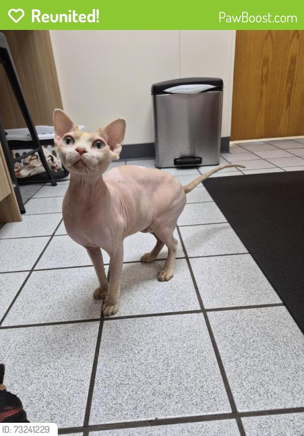 Reunited Male Cat last seen Behind the ross/best buy parking lot, Puyallup, WA 98373