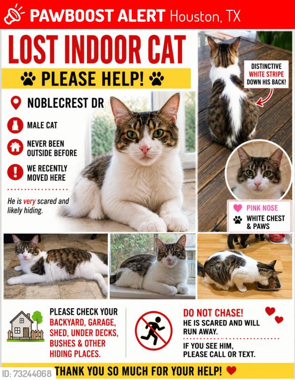 Lost Male Cat last seen Noblecrest Dr, Eldridge Meadow, Houston, TX 77041