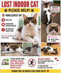 Lost Male Cat last seen Noblecrest Dr, Eldridge Meadow, Houston, TX 77041