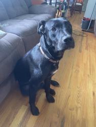 Found/Stray Male Dog last seen Lawrenceville, Lawrenceville, GA 30045