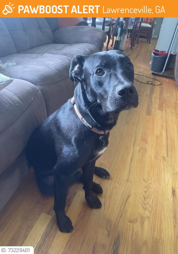 Found/Stray Male Dog last seen Lawrenceville, Lawrenceville, GA 30045