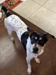 Reunited Male Dog last seen Near Deland Dr, West Springfield, VA 22152