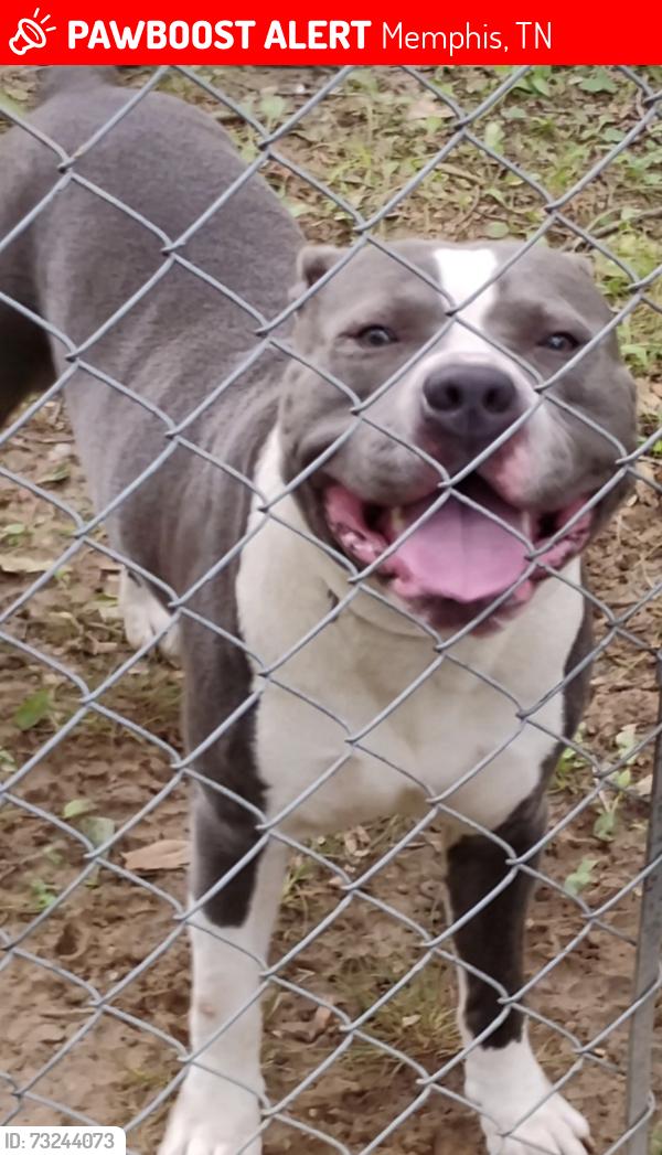 Lost Male Dog last seen Perkins road and willow st, Memphis, TN 38117