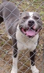 Lost Male Dog last seen Perkins road and willow st, Memphis, TN 38117
