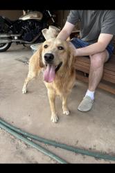 Reunited Male Dog last seen Parkwood/Brownwood dr, Midland, TX 79701