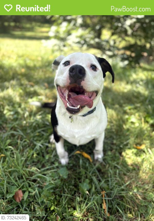 Reunited Male Dog last seen Three Notch Rd, Ringgold, GA 30736, USA, Ringgold, GA 30736