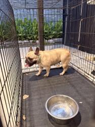 Reunited Female Dog last seen Glengarry Dr, Garland, TX 75043