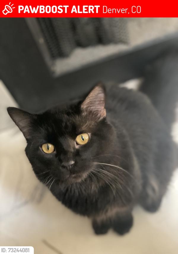 Lost Male Cat last seen Quincy and Zenobia, Denver, CO 80236