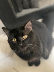 Lost Male Cat last seen Quincy and Zenobia, Denver, CO 80236