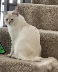 Reunited Female Cat last seen Near Alden Ln, Livermore, CA 94550