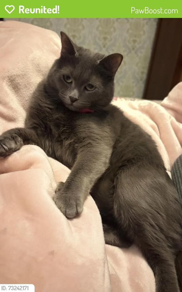 Reunited Female Cat last seen New Scotland Rd & Hopi St., Albany, NY 12208