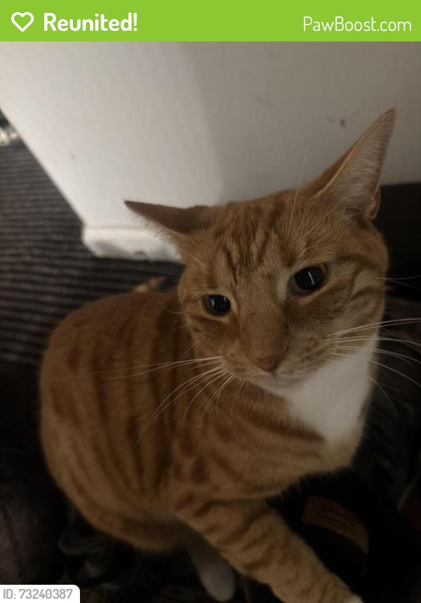 Reunited Female Cat last seen Blueberry lane, Shelton, CT 06484