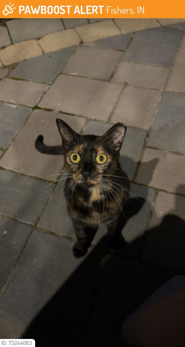 Found/Stray Unknown Cat last seen Howe and 141st, Fishers, IN 46038