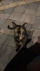 Found/Stray Unknown Cat last seen Howe and 141st, Fishers, IN 46038