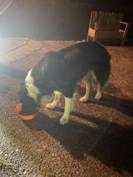Found/Stray Male Dog last seen Aspen circle, Shreveport, LA 71118
