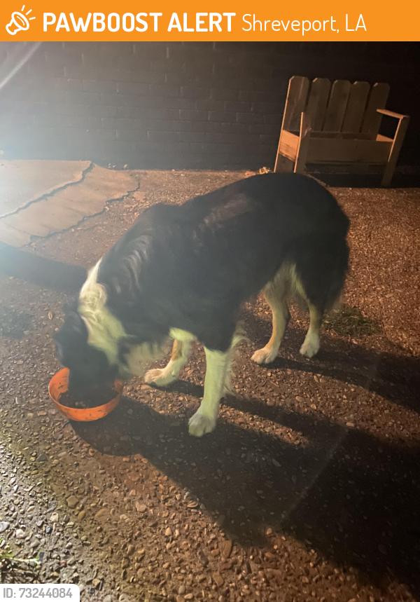 Found/Stray Male Dog last seen Aspen circle, Shreveport, LA 71118