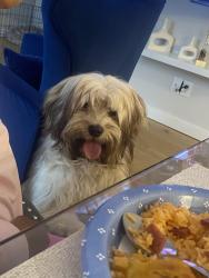 Reunited Male Dog last seen Fort Dr, Hillcrest Heights, MD 20746