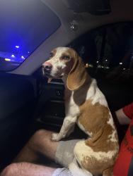 Reunited Male Dog last seen A&W Bulb Road, Fort Myers, FL 33919