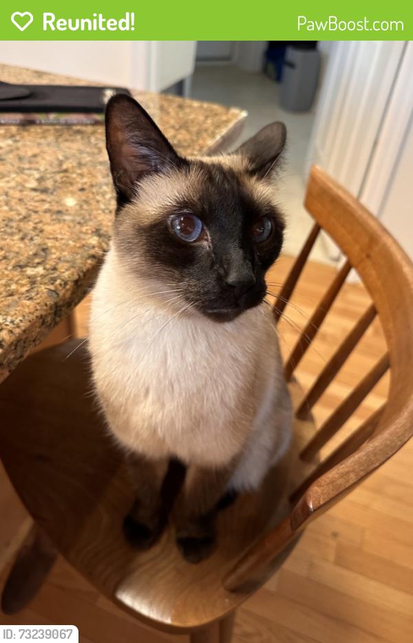 Reunited Male Cat last seen Glenn Rd & St. Georges (near Suburban Square Ardmore), Ardmore, PA 19003