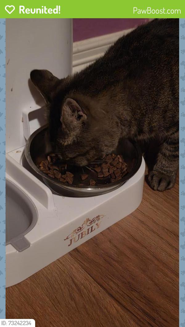 Reunited Female Cat last seen Moorhead court, Arlington, TX 76014