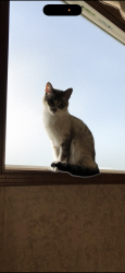 Reunited Female Cat last seen Dickinson, Dickinson, TX 77539