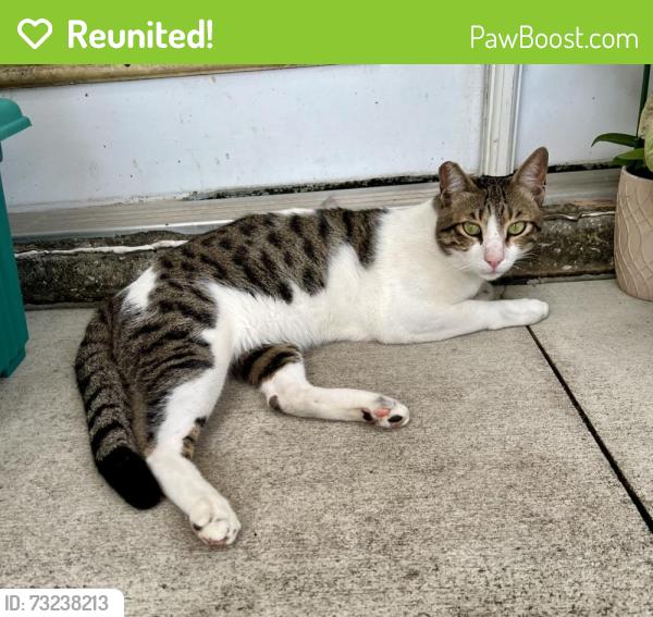 Reunited Male Cat last seen Roosevelt & 60th St N, Pinellas County, FL 33760