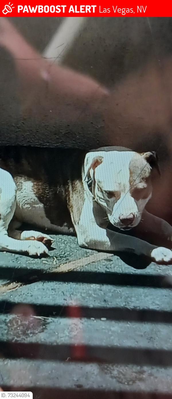 Lost Female Dog last seen Jones & 95 fwy, Las Vegas, NV 89108