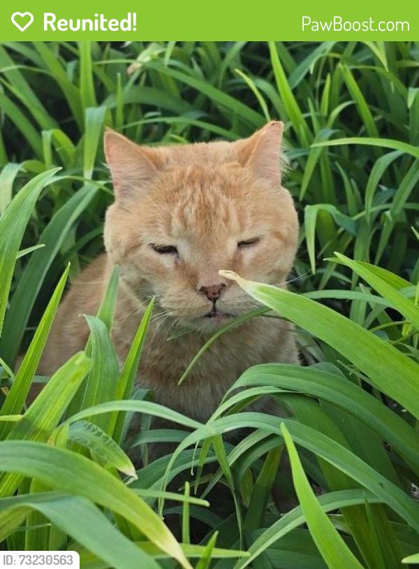 Reunited Male Cat last seen Colwell Park, Plymouth Township, PA 19428